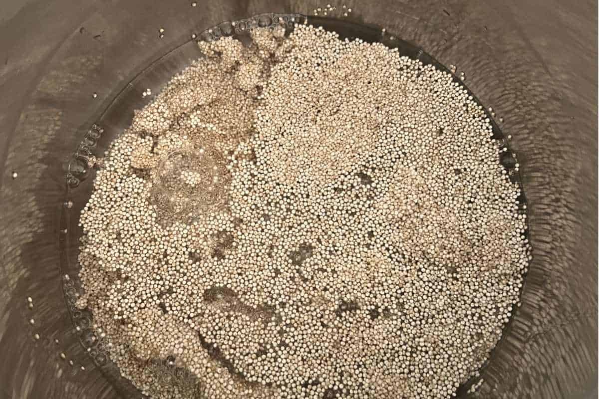 Quinoa and Water in an Instant Pot. 